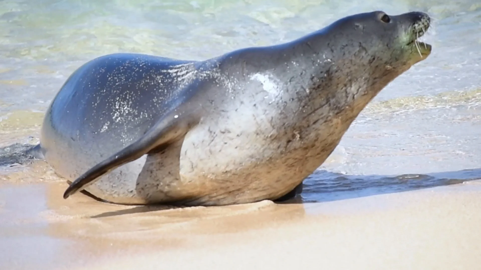 Angry monk seal barking at people on a b... | Stock Video | Pond5