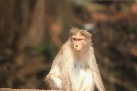 Angry monkey with broken nose Foto stock