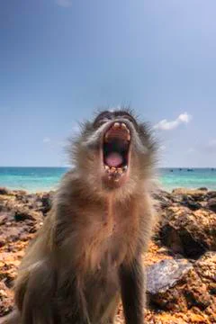 Angry Monkey Crab-eating macaque Macaca fascicularis also known as long-taile Stock Photos