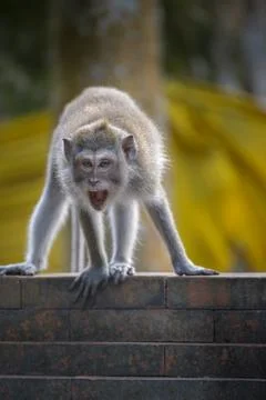 Angry Monkey Macaca Fascicularis Monkey Forest Ubud Bali Stock Photos