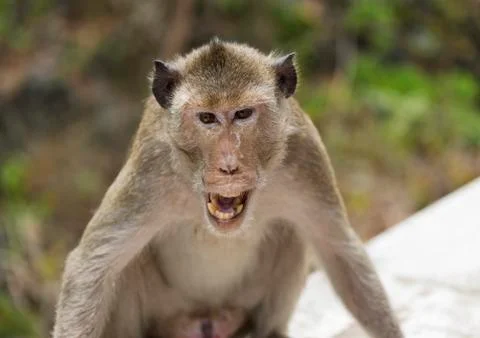 An angry monkey Stock Photos