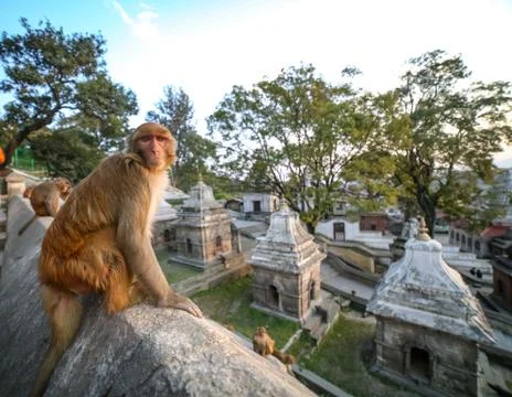 Angry monkey Stock Photos