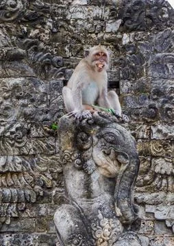 Angry Monkey Stock Photos