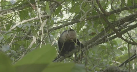 Angry monkey turns its butt to camera Stock Footage 235204594