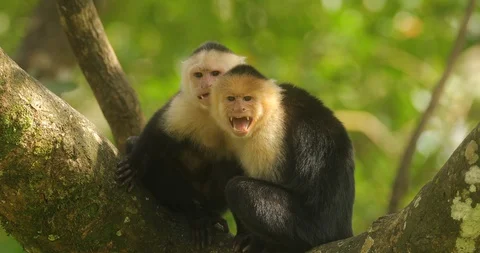 Angry monkeys White-headed Capuchin Stock Footage 101643556