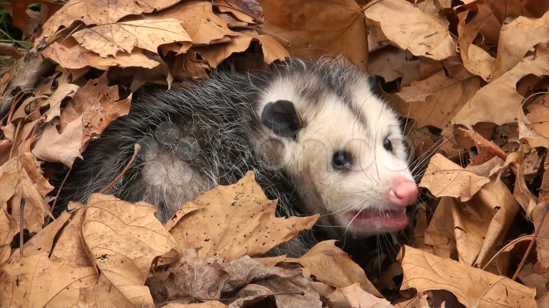 Angry Possum Angry Possum