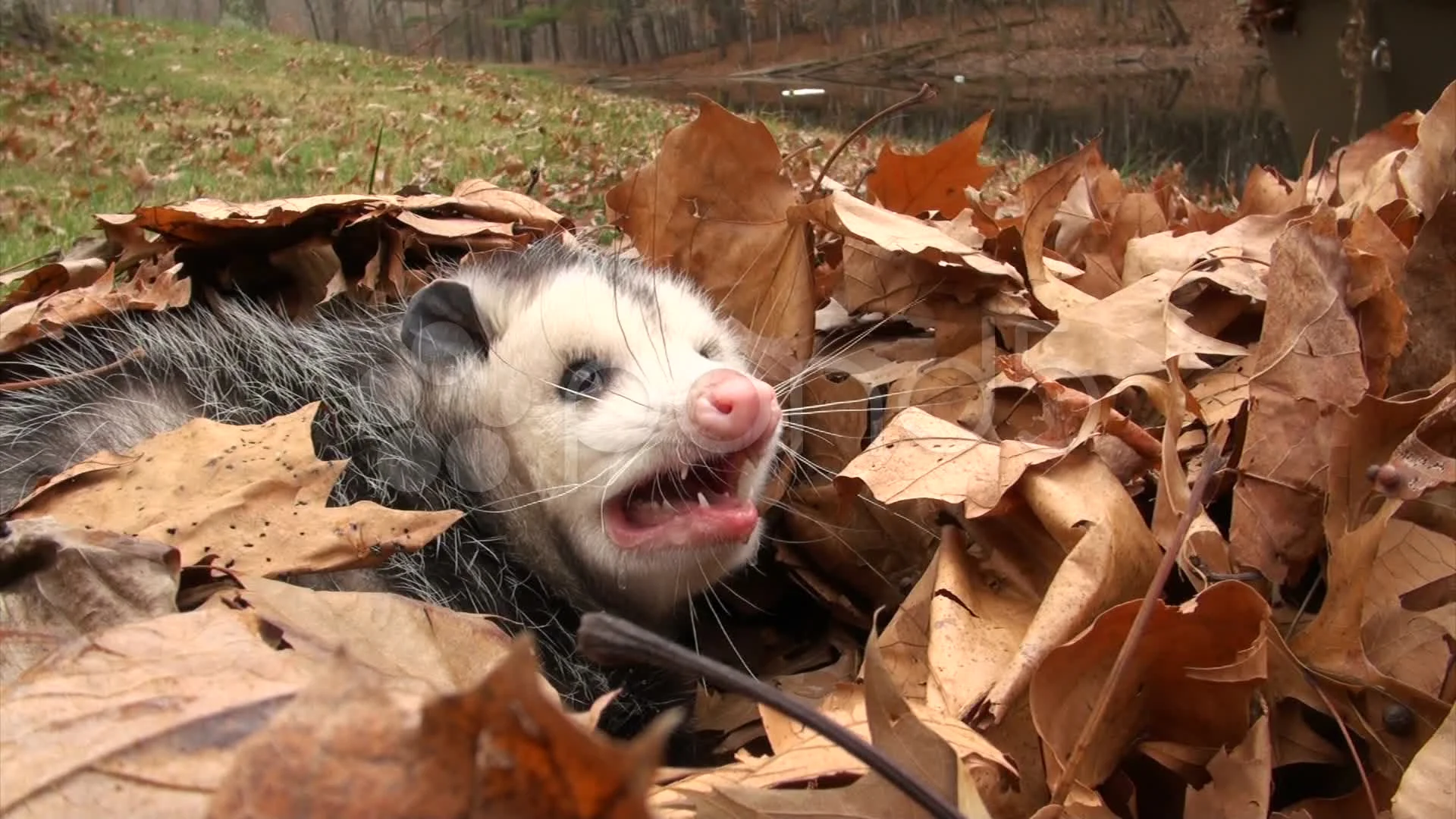 Opossum Yelling Opossum Yelling