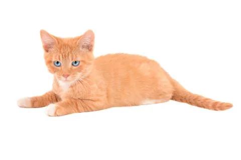 Angry orange kitten Stock Photos
