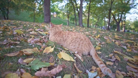 Angry orange stray cat sitting and relaxing in Odessa city park in Ukraine on a Stock Footage 107805723