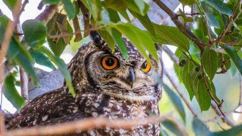 Angry Owl Stock Photos