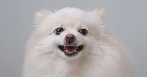 Angry pomeranian dog | Stock Video | Pond5