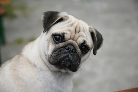 Angry pug Stock Photos