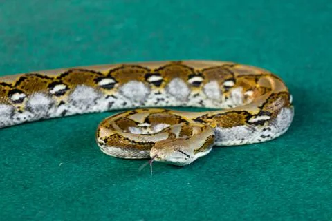 Angry python on the floor close up 스톡 사진