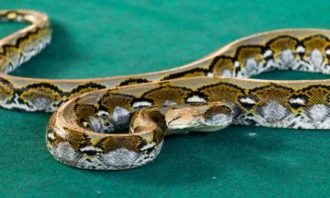 Angry python on the floor close up Stock Photos