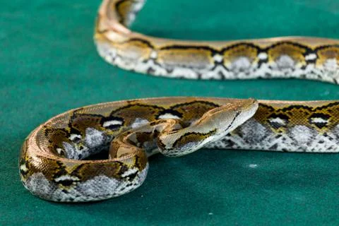 Angry python on the floor close up 写真素材