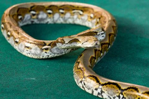 Angry python on the floor close up Foto stock