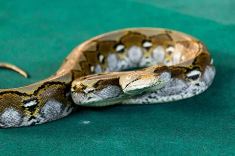 Angry python on the floor close up Foto stock