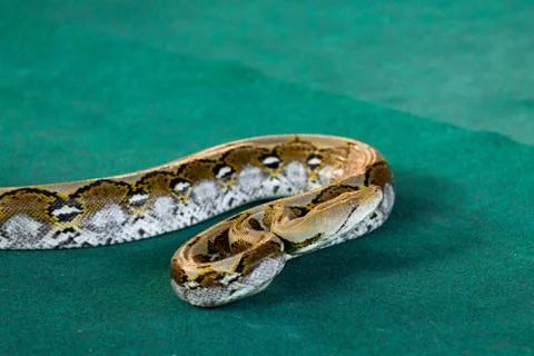 Angry python on the floor close up Foto stock