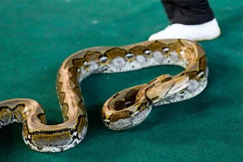Angry python on the floor close up Foto stock