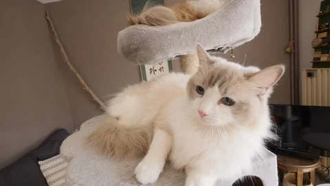 An angry ragdoll cat is attacking the camera, on a cat tree Video stock 130012574