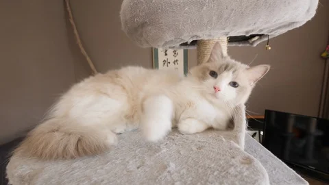 An angry ragdoll cat on a cat tree Video stock 130012696