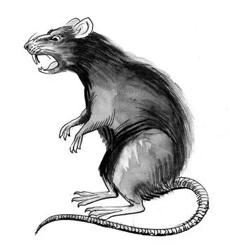Angry rat Stock Illustration
