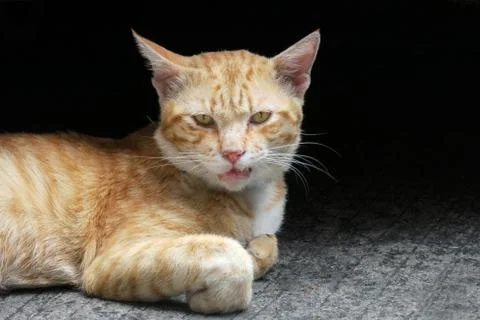 Angry red cat lying on cement floor and dark colour background., Close-up. - Stock Photos