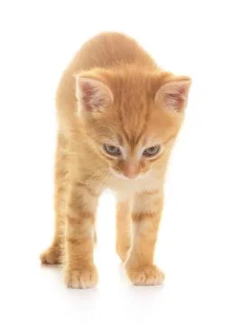 Angry red kitten Stock Photos