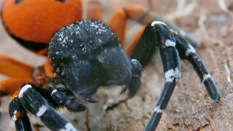 Angry red ladybird spider Eresus moravicus threatening Stock-Footage 156277223