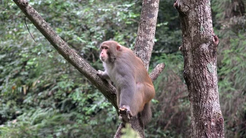 Angry Rhesus macaque (Macaca mulatta) in Zhangjiajie National Forest Park. Stock Footage 93581191