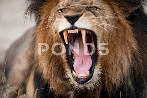 Angry roaring lion Stock Photos