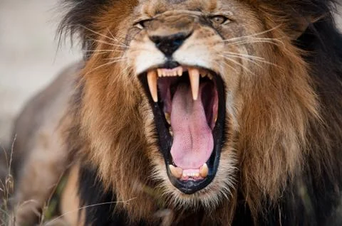 Angry roaring lion Stock Photos