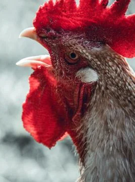 Angry rooster close up Stock Photos