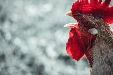 Angry rooster close up Stock Photos