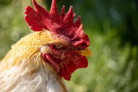 Angry rooster close up Stock Photos