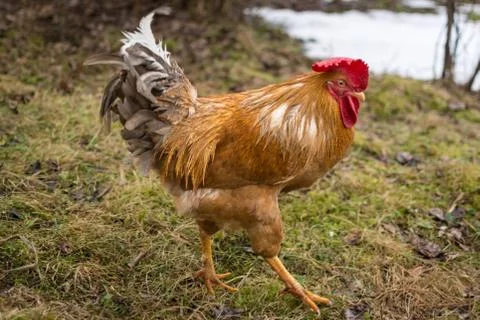 Angry rooster Stock Photos