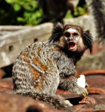 Angry Sagui Stock-Fotos
