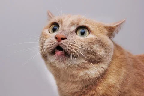 Angry scared cat with furrowed eyebrows. A dangerous pet. Stock Photos