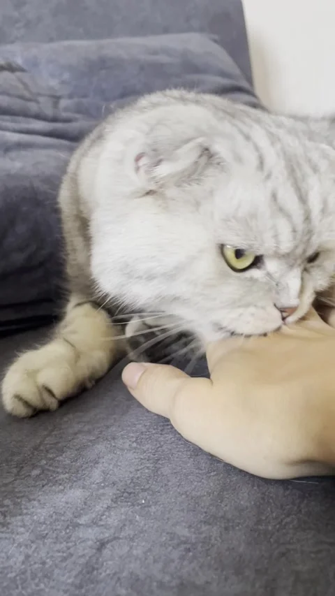 Angry Scottish Fold cat biting a human hand while resting on a sofa. Domestic pe Stock Footage 336389144