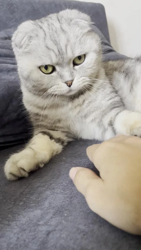 Angry Scottish Fold cat biting a human hand while resting on a sofa. Domestic pe Stock Footage 336389173