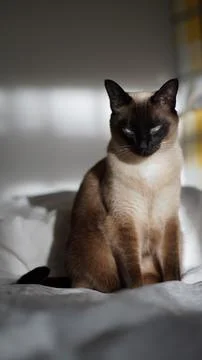 Angry siamese cat. Closeup front facing portrait on soft background Stock Photos