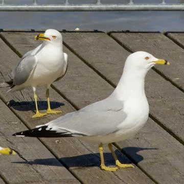 Angry sight Stock Photos