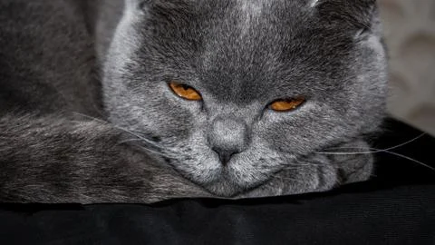 Angry sleepy gray cat Stock Photos