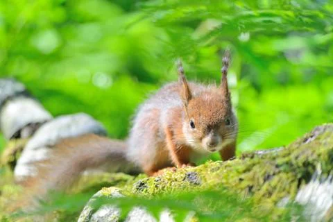 Angry small squirrel standing on a tree trunk. Stock Photos