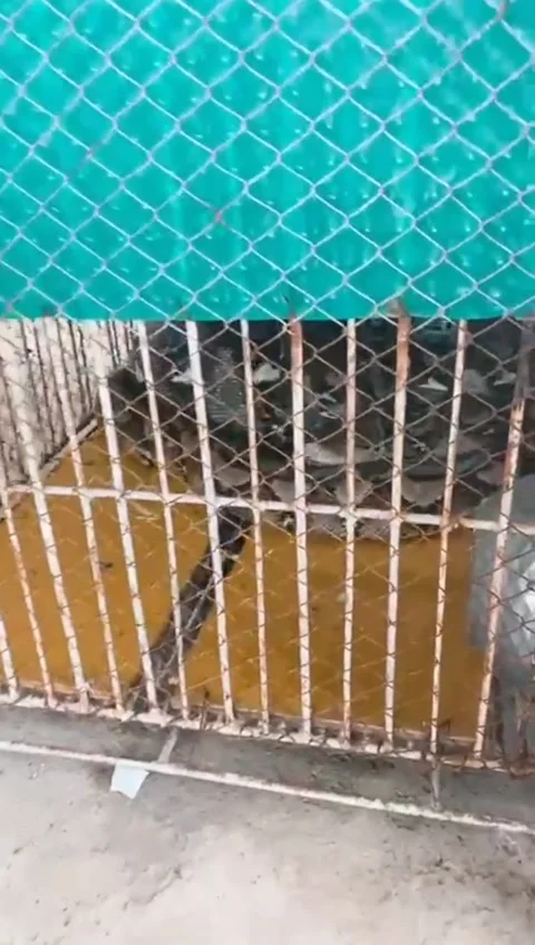 Angry snake Video stock 231111947