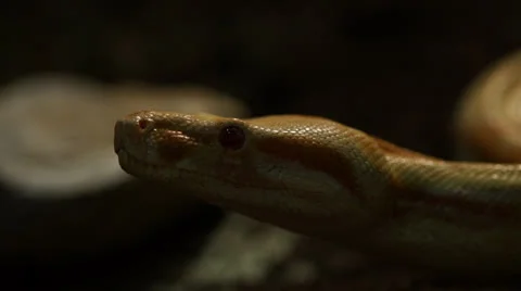 Angry Snake in nature Stock Footage 24422437