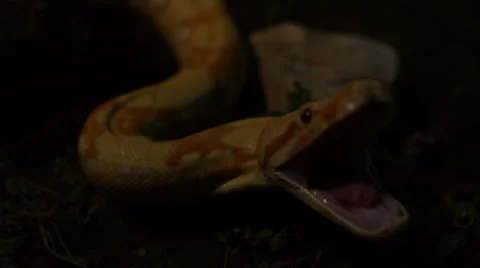 Angry Snake in nature Stock Footage 24451270
