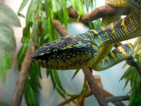 Angry snake Stock Photos