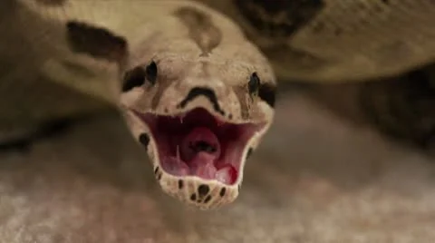 Angry Snake Strike HD Stock Footage