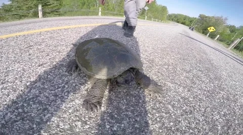 Angry snapping turtle Stock Footage 50942838